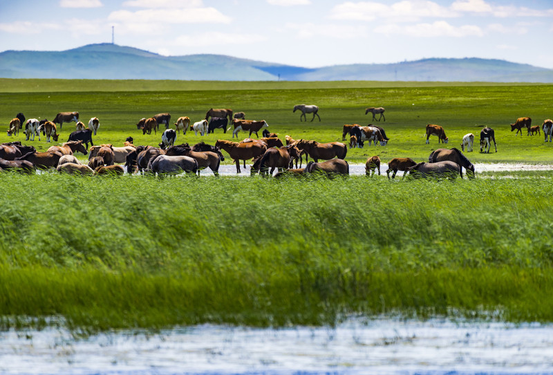 小巷深处，探寻内蒙古风情画卷